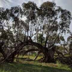 Eucalyptus bridgesiana at Red Hill, ACT - 2 Jan 2019