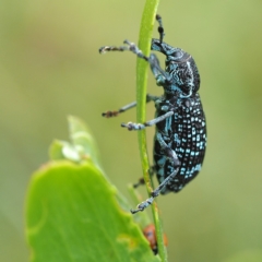 Chrysolopus spectabilis (Botany Bay Weevil) at Tomakin, NSW - 29 Dec 2018 by David