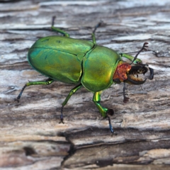 Lamprima sp. (genus) (Golden Stag Beetle) at Batemans Marine Park - 28 Dec 2018 by David