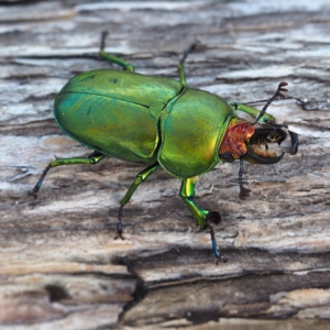 Lamprima sp. (genus) at Broulee, NSW - 28 Dec 2018 05:02 PM