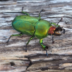 Lamprima sp. (Golden Stag Beetle) at Broulee, NSW - 28 Dec 2018 by David