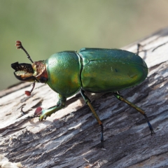 Lamprima sp. (genus) at Broulee, NSW - 28 Dec 2018 05:02 PM