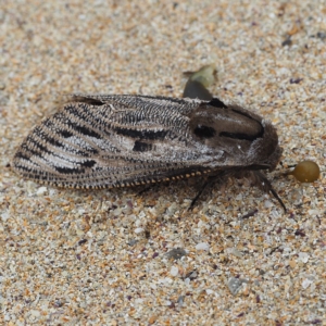 Endoxyla (genus) at Tomakin, NSW - 30 Dec 2018