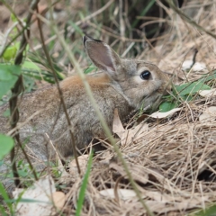 Oryctolagus cuniculus (European Rabbit) at Tomakin, NSW - 30 Dec 2018 by David