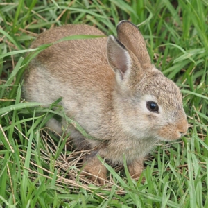 Oryctolagus cuniculus at Tomakin, NSW - 30 Dec 2018 08:00 AM