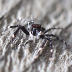 Astia hariola (Gypsy Jumper) at Guerilla Bay, NSW - 2 Jan 2019 by David