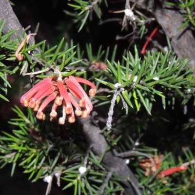 Grevillea juniperina (Grevillea) at Bullen Range - 1 Nov 2018 by michaelb