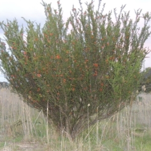 Grevillea juniperina at Tuggeranong DC, ACT - 1 Nov 2018