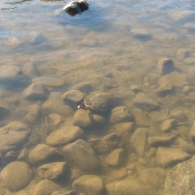 Chelodina longicollis (Eastern Long-necked Turtle) at Uriarra Recreation Reserve - 1 Jan 2019 by Anto