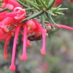 Exoneura sp. (genus) at Tuggeranong DC, ACT - 1 Nov 2018