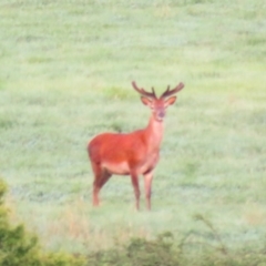 Cervus elaphus (Red Deer) at Booth, ACT - 2 Nov 2016 by OllieOrgill