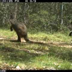 Osphranter robustus (Wallaroo) at Mount Clear, ACT - 27 Nov 2016 by OllieOrgill