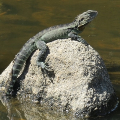 Intellagama lesueurii howittii (Gippsland Water Dragon) at Booth, ACT - 26 Jan 2017 by OllieOrgill