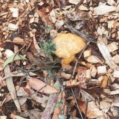 Fuligo septica (Scrambled egg slime) at Hughes Garran Woodland - 2 Jan 2019 by ruthkerruish