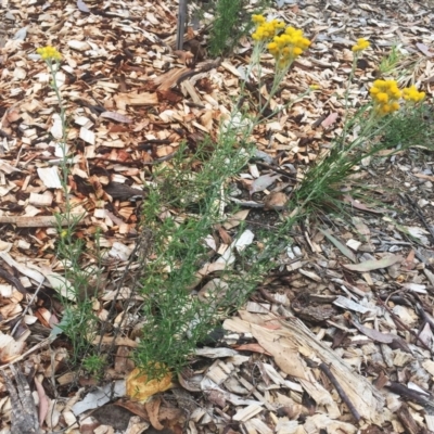 Fuligo septica (Scrambled egg slime) at Red Hill to Yarralumla Creek - 2 Jan 2019 by ruthkerruish