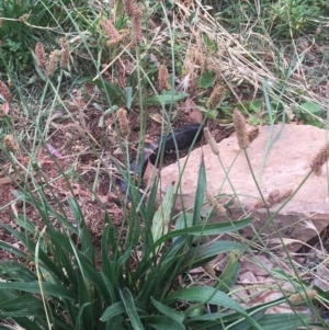 Plantago lanceolata at Hughes, ACT - 3 Jan 2019