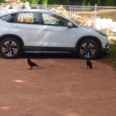 Corvus coronoides (Australian Raven) at Sullivans Creek, Turner - 2 Jan 2019 by KMcCue