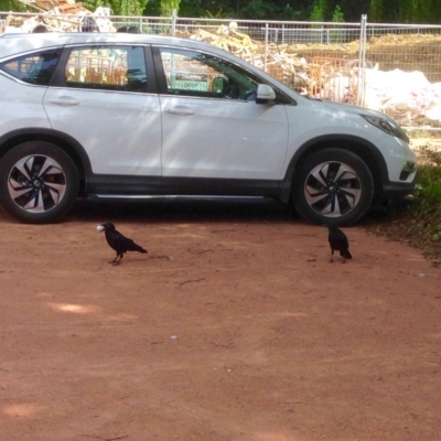 Corvus coronoides (Australian Raven) at Turner, ACT - 3 Jan 2019 by KMcCue