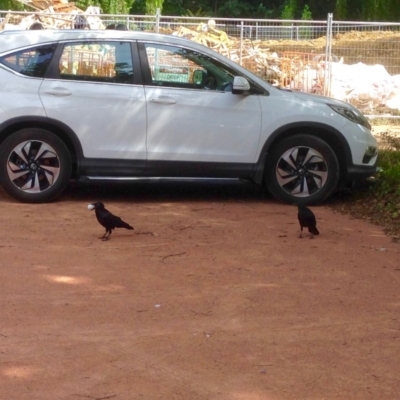 Corvus coronoides (Australian Raven) at Sullivans Creek, Turner - 2 Jan 2019 by KMcCue