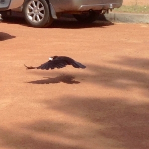 Corvus coronoides at Turner, ACT - 3 Jan 2019 10:05 AM