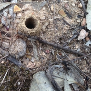 Camponotus intrepidus at Dunlop, ACT - 30 Dec 2018