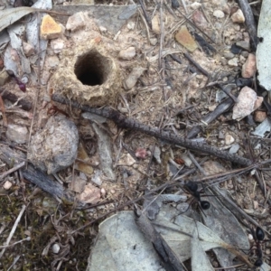 Camponotus intrepidus at Dunlop, ACT - 30 Dec 2018 08:16 AM