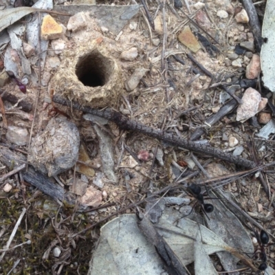 Camponotus intrepidus (Flumed Sugar Ant) at Aranda Bushland - 29 Dec 2018 by KMcCue