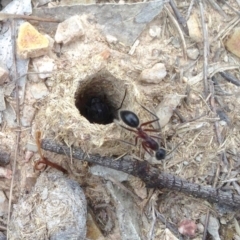 Camponotus intrepidus at Dunlop, ACT - 30 Dec 2018 08:16 AM