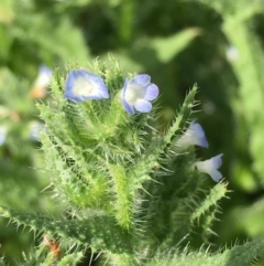 Anchusa arvensis (Small Bugloss) at Stromlo, ACT - 2 Jan 2019 by RWPurdie