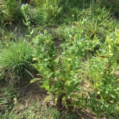 Anchusa arvensis at Stromlo, ACT - 3 Jan 2019