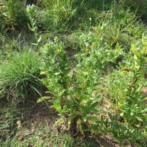 Anchusa arvensis at Stromlo, ACT - 3 Jan 2019 09:43 AM