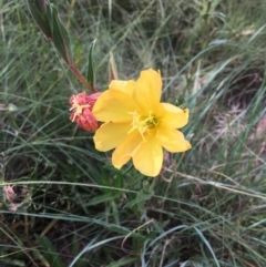 Oenothera stricta subsp. stricta (Common Evening Primrose) at Stony Creek - 2 Jan 2019 by RWPurdie