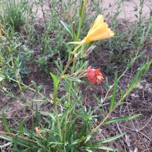 Oenothera stricta subsp. stricta at Stromlo, ACT - 3 Jan 2019