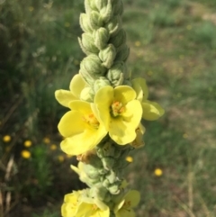 Verbascum thapsus subsp. thapsus (Great Mullein, Aaron's Rod) at Stromlo, ACT - 2 Jan 2019 by RWPurdie