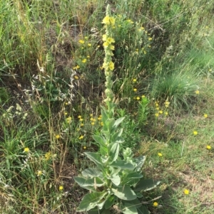 Verbascum thapsus subsp. thapsus at Stromlo, ACT - 3 Jan 2019 09:37 AM