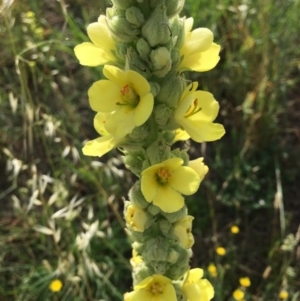 Verbascum thapsus subsp. thapsus at Stromlo, ACT - 3 Jan 2019 09:37 AM