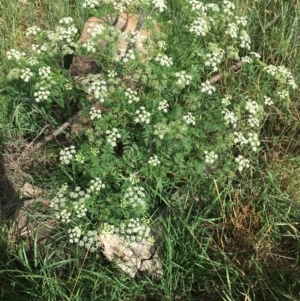 Conium maculatum at Stromlo, ACT - 3 Jan 2019