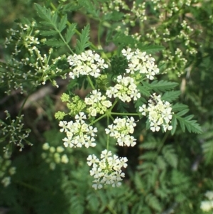 Conium maculatum at Stromlo, ACT - 3 Jan 2019