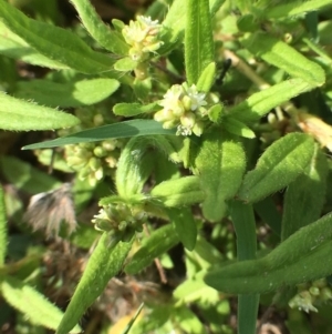 Persicaria prostrata at Stromlo, ACT - 3 Jan 2019