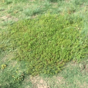 Persicaria prostrata at Stromlo, ACT - 3 Jan 2019 09:46 AM