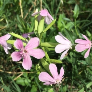 Saponaria officinalis at Stromlo, ACT - 3 Jan 2019 09:46 AM