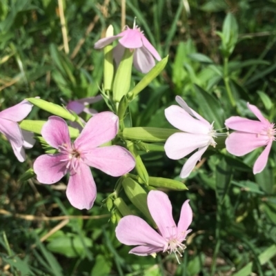 Saponaria officinalis (Soapwort, Bouncing Bet) at Stromlo, ACT - 3 Jan 2019 by RWPurdie