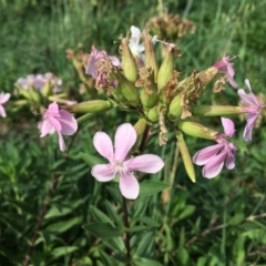 Saponaria officinalis at Stromlo, ACT - 3 Jan 2019 09:46 AM