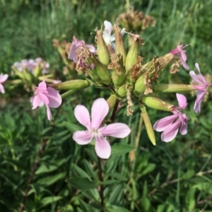 Saponaria officinalis at Stromlo, ACT - 3 Jan 2019