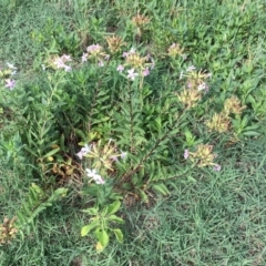 Saponaria officinalis at Stromlo, ACT - 3 Jan 2019