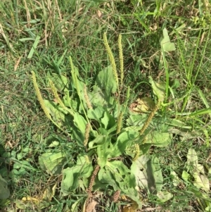 Plantago major at Stromlo, ACT - 3 Jan 2019