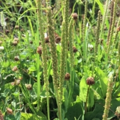 Plantago major at Stromlo, ACT - 3 Jan 2019