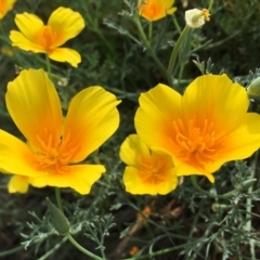 Eschscholzia californica (California Poppy) at Stromlo, ACT - 2 Jan 2019 by RWPurdie