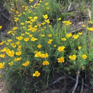 Eschscholzia californica at Stromlo, ACT - 3 Jan 2019