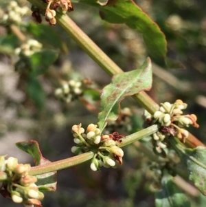 Rumex conglomeratus at Stromlo, ACT - 3 Jan 2019 09:56 AM